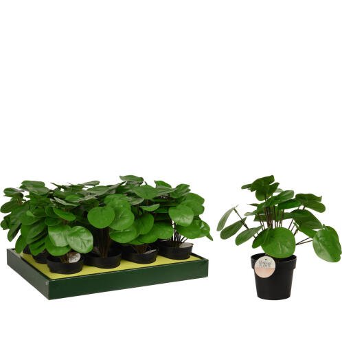 ArteLibre Φυτό Τεχνητό Pilea 25cm Μαύρο Σε Μαύρο Γλαστράκι 98x85mm